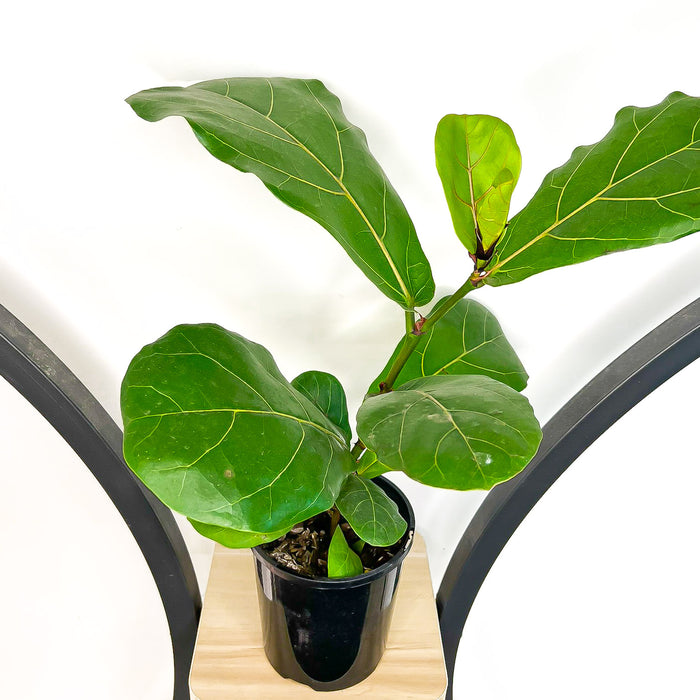 Ficus Lyrata Fiddle Leaf Fig