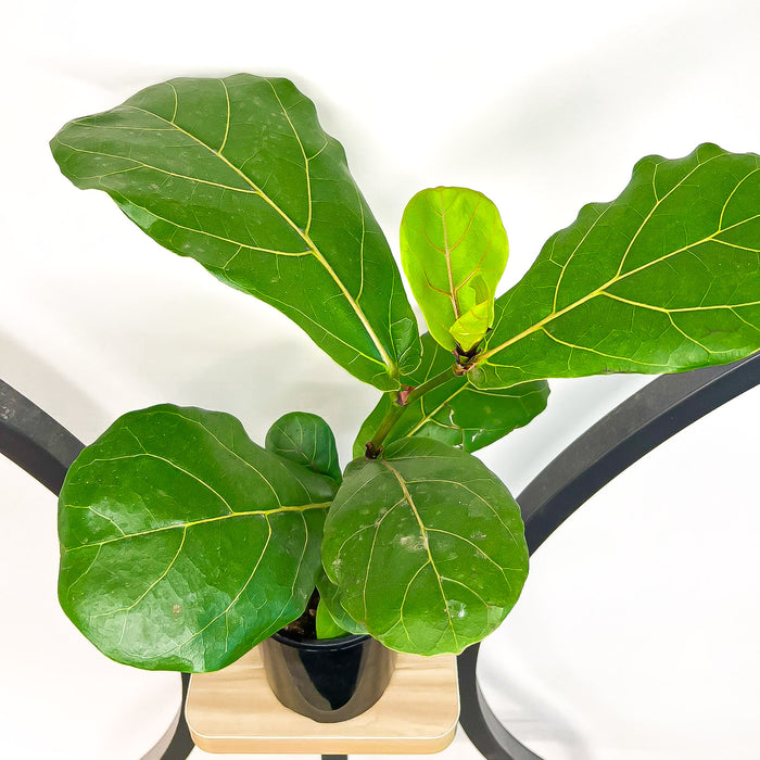 Ficus Lyrata Fiddle Leaf Fig