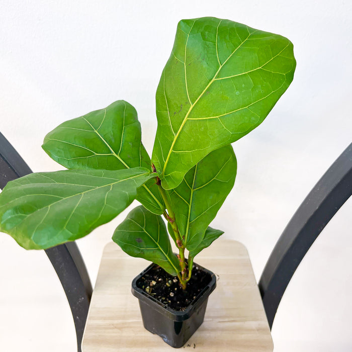 Ficus Lyrata Fiddle Leaf Fig | The Plant Boys