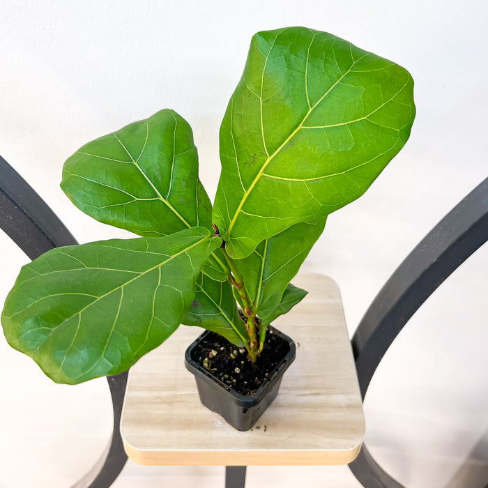 Ficus Lyrata Fiddle Leaf Fig | The Plant Boys