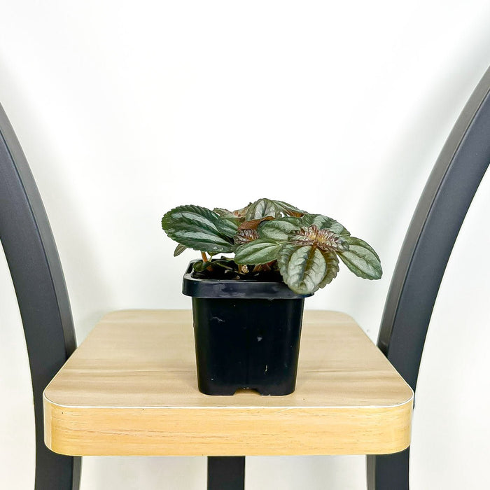 Pilea Norfolk | The Plant Boys