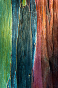 Rainbow Eucalyptus Tree - Hawaiipictures.com